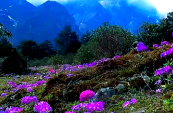Gangtok Lachung Pelling Tour Package