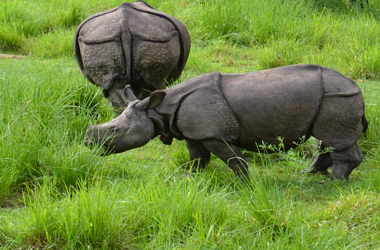 Jungle safari chitwan tour package from gorakhpur.